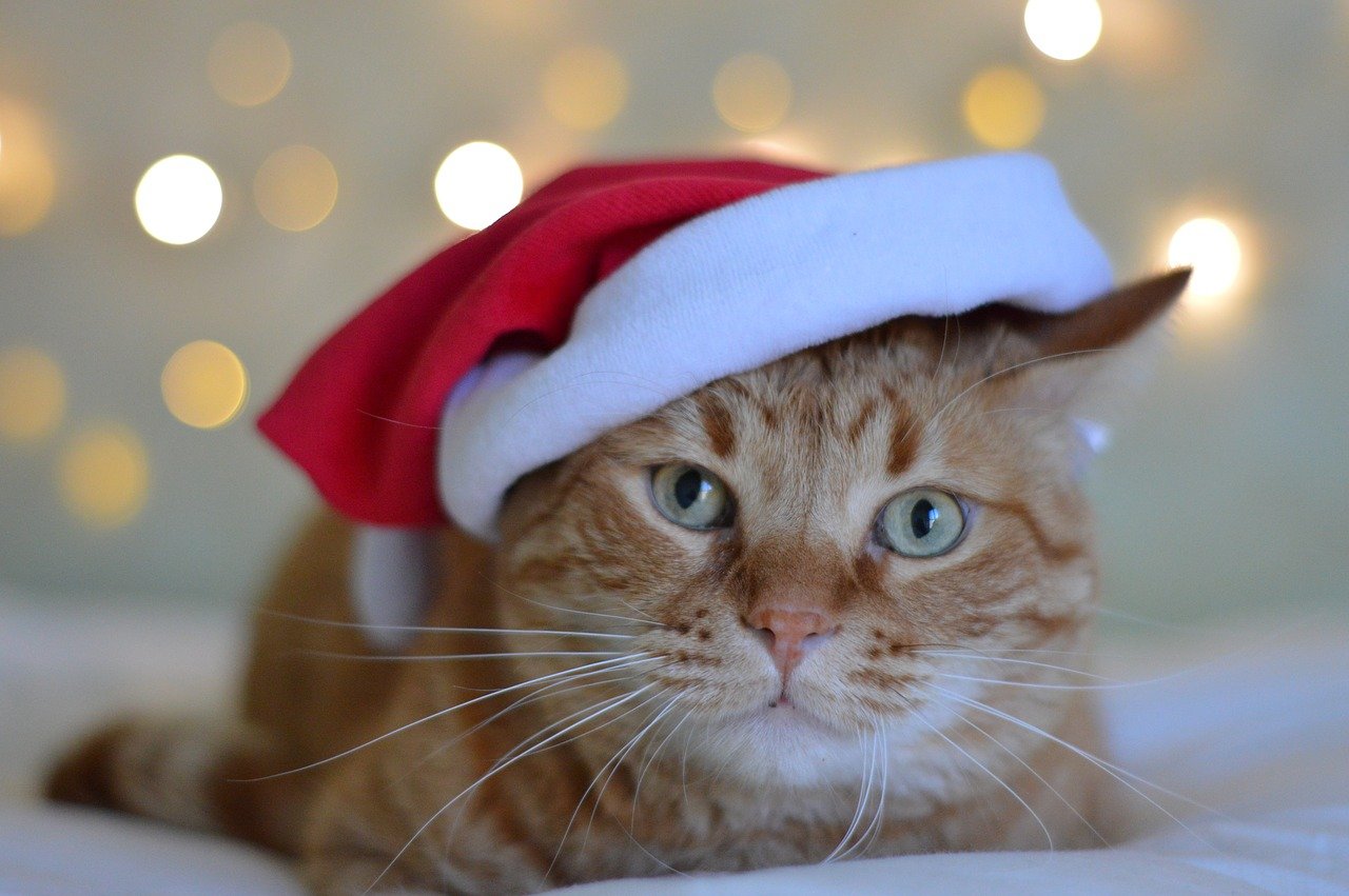 christmas, kitty, kittens, cats, cat lover, cat gifts, cat owners, fur mom, cat mom, christmas cats
