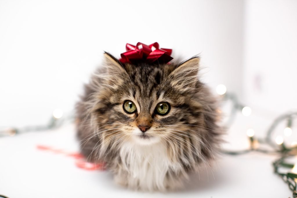 affordable gift ideas cat