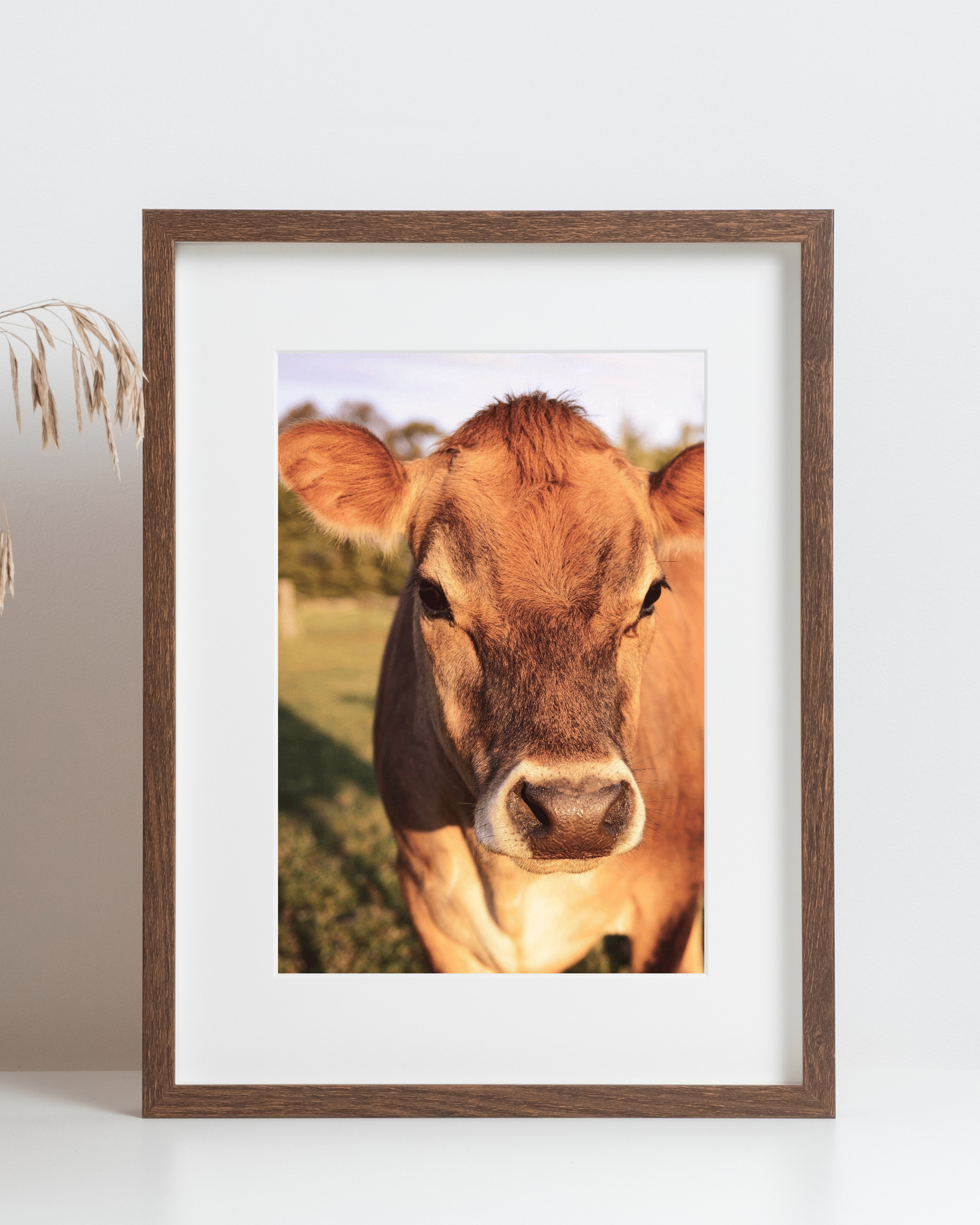 Brown Cow Matte Poster