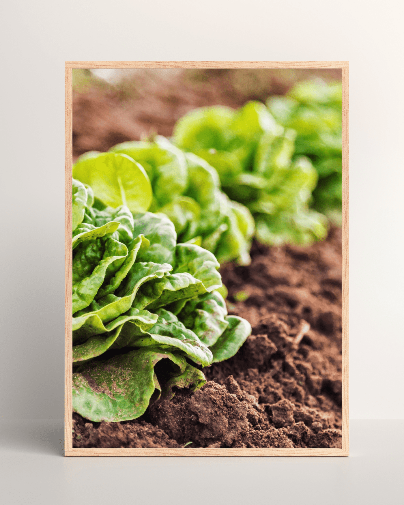 Lettuce in Garden Mockup3