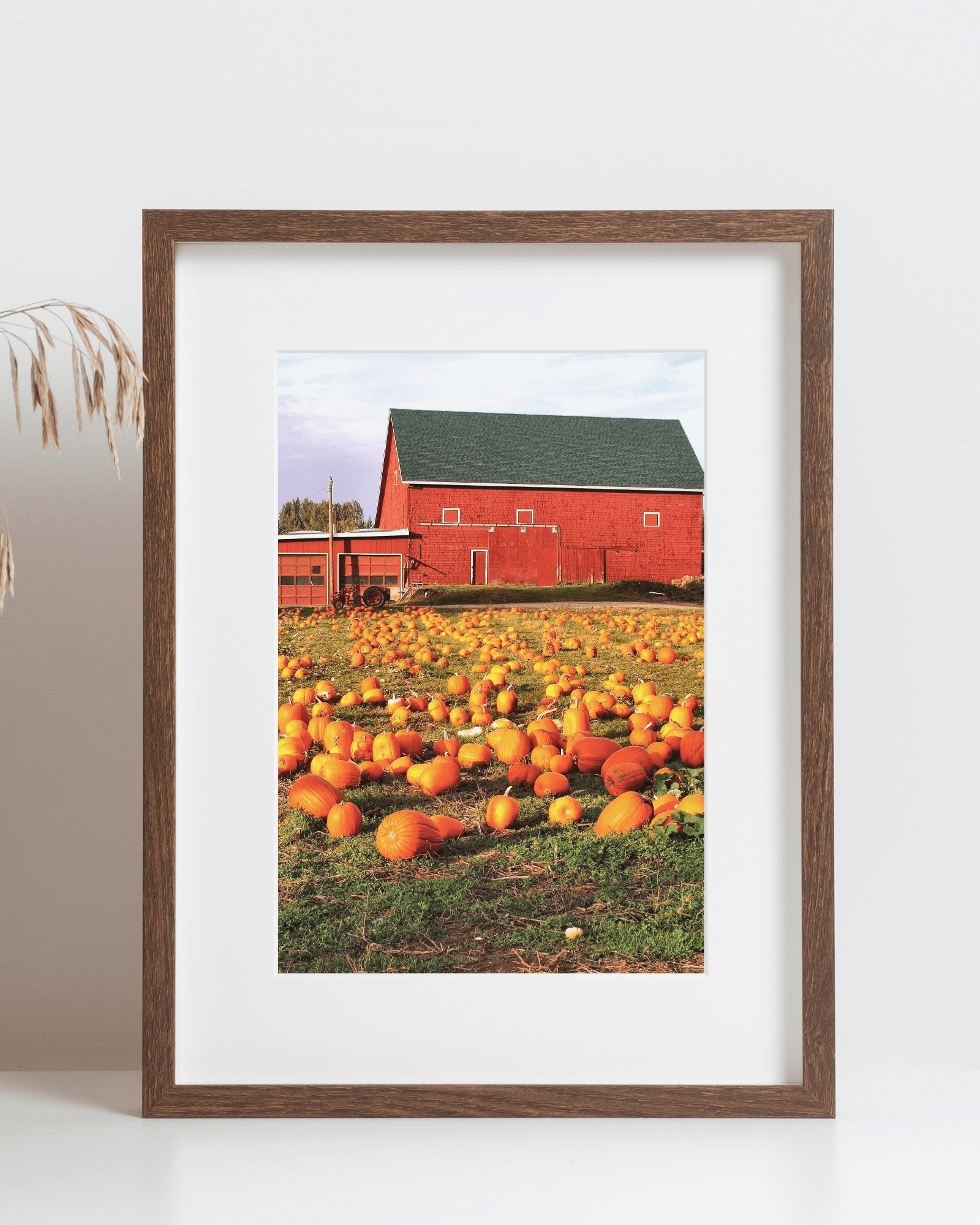 Pumpkin Farm Matte Poster